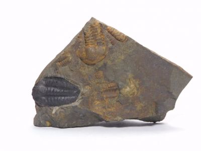 Elipsocephalus hoffi - Jince u Příbrami (9) Elipsocephalus hoffi - Jince u Příbrami (9)